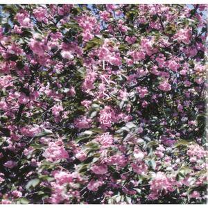 医生一直揉白带湿漉漉的正常吗
